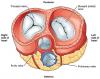 Photo for Transcatheter Pulmonary Valve Market Size, Share, Growth, Trends, Regional Outlook and Forecast, 2018 to 2025