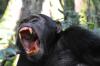 Photo for Travelmonke Uganda Tours and Travel