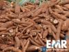 Photo for Global Cassava Processing Market Is Expected To Reach 328 Million Tons By 2024