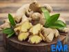 Photo for Global Ginger Market is Expected to Reach 3.3 Million Tons by 2024