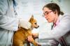 Photo for Companion Animal Drugs Market Research Report with Revenue, Gross Margin, Market Share and Future Prospects till 2026