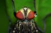 Photo for PestPure Solutions | Rodent | Insect | Wasp | Ant | Pest Control Dublin
