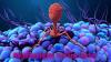 Photo for Bacteriophages Therapy Market: Deep Analysis by Production Overview and Insights 2018