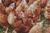 Photo for Poultry Diagnostics Market Size, Share, Trends and Forecasts
