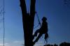 Photo for Elk Grove Tree Care