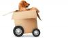 Photo for Things to Keep in Mind When Moving With Pets