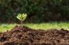 Photo for Global Biofertilizer Market Size, Industry Analysis & Report 2019-2024