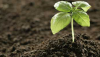 Photo for Biofertilizer Market Trends, Demand and Business Opportunities 2024