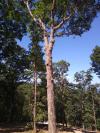 Photo for Lucas Tree Service
