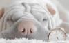 Photo for Pet Wearables Market Growth to be Stimulated by 2029