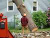 Photo for Professional Tree Trimming Service Alpharetta GA