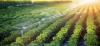 Photo for Global Agriculture Dripper Market 2019 | Manufacturers, Regions, Type And Application, Forecast To 2024
