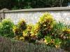 Photo for Trick Out Your Office Space with Plantscapes USA