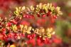 Photo for Does Berberine Suppress Appetite