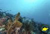 Photo for Add Nusa Penida Diving in Your To-Do List of Adventure