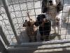 Photo for Understanding the difference between play and aggression in dogs