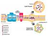 Photo for protein diameter