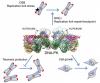 Photo for rat cytokine array