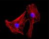 Photo for bmp4 antibody