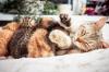 Photo for How long are Cats Pregnant for in months