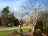 Photo for Greensboro Tree Services