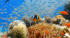Photo for Global Marine Biotechnology Market 2019 | Manufacturers, Regions, Type And Application, Forecast To 2024