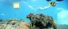 Photo for snorkeling in Nilaveli