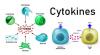 Photo for Global Cytokines Market Manufacturers Sales Analysis Report 2019-2024