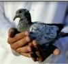 Photo for London Bring Back Lost Love Spell Caster +27734818506 in Tasmania Victoria West Norway Hull London MISSOURI Algeria KUWAIT, QATAR USA, Canada Cosmo City Diepsloot,Uk, France, Germany, Switzerland, Romania, Denmark, Finland, Netherlands, Norway, Sweden  , 