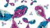 Photo for Bispecific Antibodies Market Effect and Growth Factors Research and Projection Till 2026