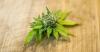 Photo for Best Weed Delivery in  Los Angeles - Pot Valet