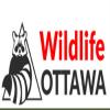 Photo for Wildlife Control & Removal Services in Ottawa