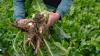 Photo for Chicory Market Size, Share, Growth, Trends and Forecast Report, 2019 to 2025