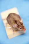 Photo for Pest Control Dublin
