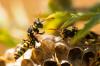 Photo for PestPure Solutions | Rodent | Insect | Wasp | Ant | Pest Control Dublin