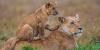 Photo for Mombasa Safari Trips
