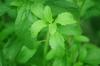 Photo for Stevia Market Size, Share, Growth, Price Trends and Industry Outlook Report, 2018 to 2024