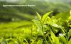 Photo for Agricultural Insurance Market: Huge Growth Opportunities, Trends and Forecast to 2028