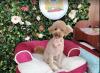 Photo for Pet Palette