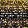Photo for Get Marijuana Growing License to Grow 99 Plants on Your Own Palace.