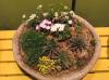 Photo for Interior Plant Maintenance in Your Home or Business