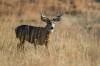 Photo for 10 Best Hunting Tips for Beginners