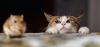 Photo for How To Introduce Cat To Other Pets
