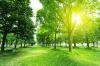Photo for antonio tree services-Tree Service Near Me San Marino CA