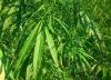 Photo for Industrial Hemp Market Size, Share, Growth, Price Trends and Industry Analysis Report, 2018 to 2025