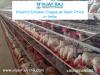 Photo for Poultry Grower Cages at Best Price in India