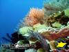 Photo for Exotic Bali Locations for Scuba Diving