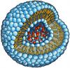 Photo for Liposomes Drug Delivery Market 2019 Top Comapny Profiles with Forecast Till 2024