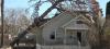 Photo for All American Arborists LLC