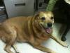 Photo for Pet Transportation